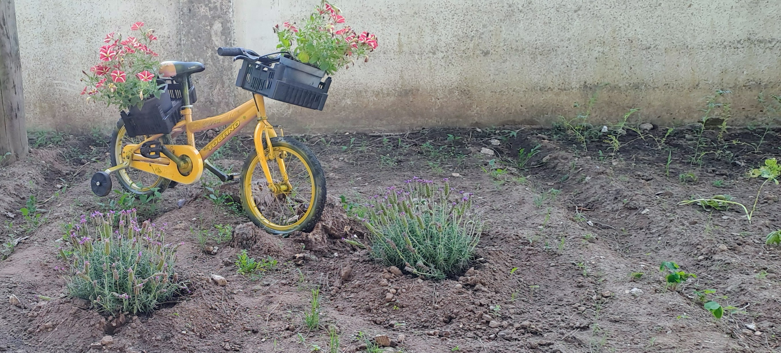 As nossas polinizadoras, no solo temos rosmaninho e petúnias na bicicleta. No canteiro ao lado, as leguminosas favas, ervilhas e grão de bico.
