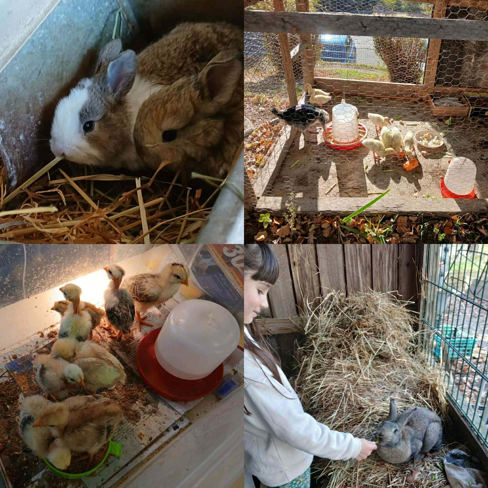 Animais de criação