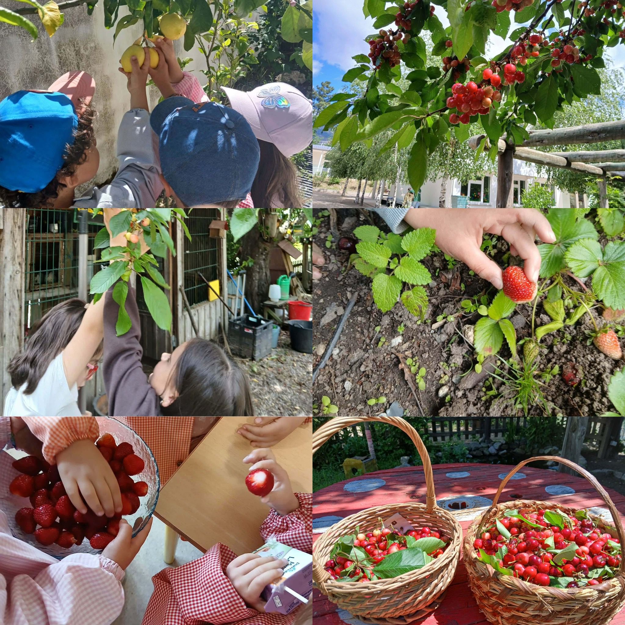Frutos de primavera