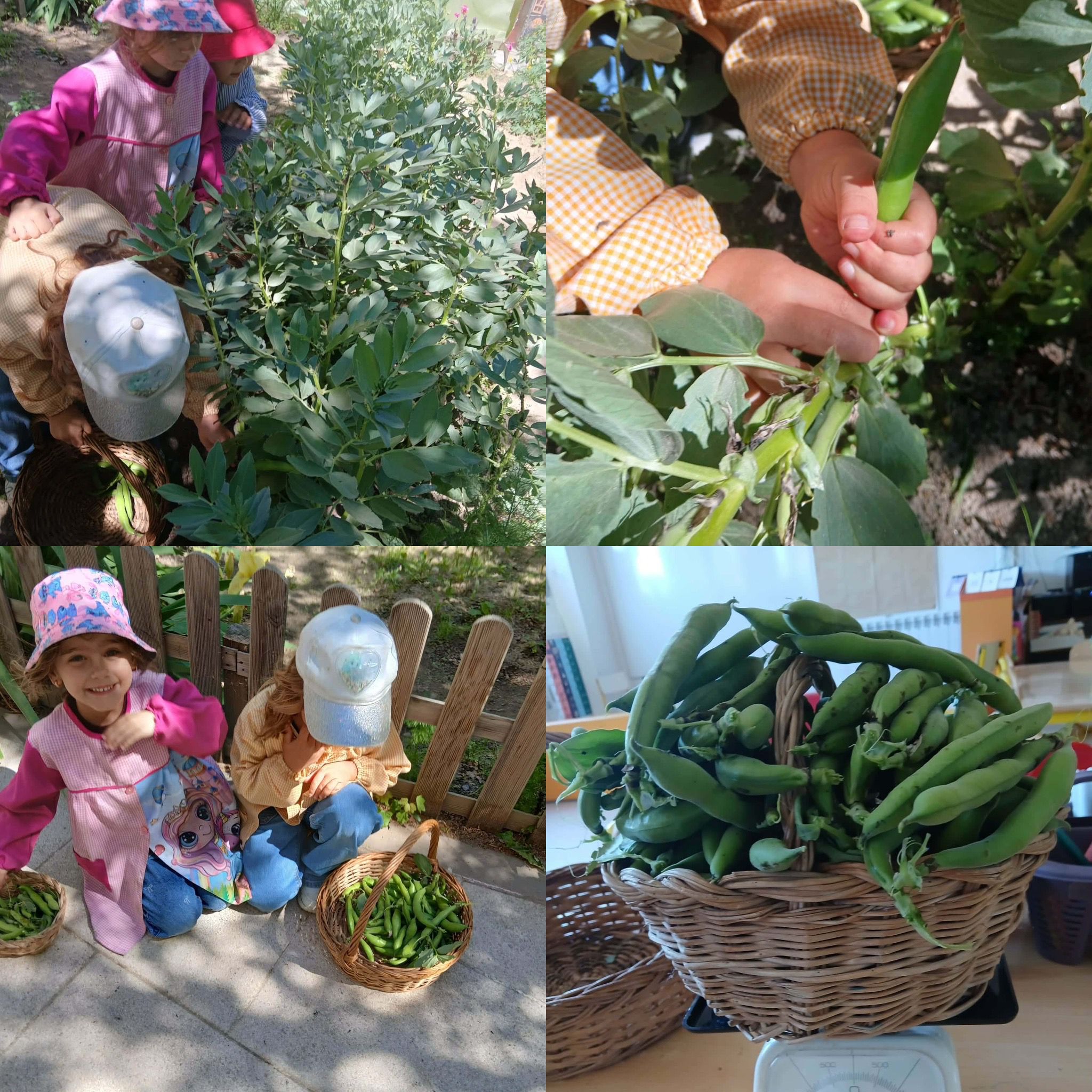 Colher favas